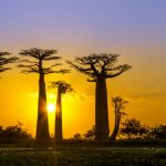 Avenija Baobab